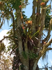Vriesea