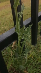 Cichorieae
