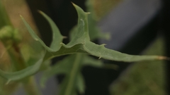 Cichorieae