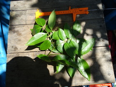 Xylocarpus moluccensis