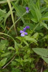 Viola disjuncta