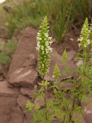 Nepeta annua