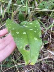 Pulmonaria affinis