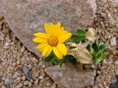 Haplopappus mendocinus