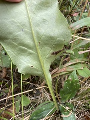 Pulmonaria affinis