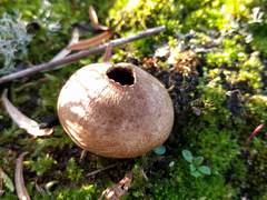 Lycoperdon lividum