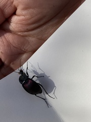 Scaphinotus elevatus