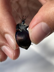 Scaphinotus elevatus