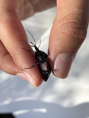 Scaphinotus elevatus