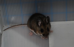 Peromyscus melanotis