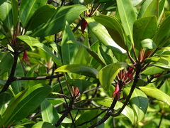 Bruguiera gymnorhiza