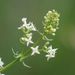 Shiny Bedstraw - Photo (c) Norbert Sauberer, some rights reserved (CC BY-NC), uploaded by Norbert Sauberer