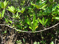 Magnoliopsida