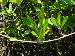 Magnoliopsida
