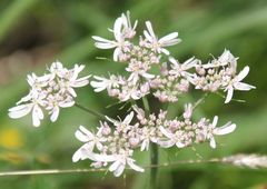 Heracleum austriacum