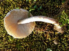 Lepiota erminea