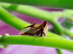 Ceresa ustulata