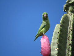 Forpus conspicillatus