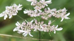 Heracleum austriacum