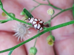 Omophoita magniguttis