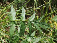 Heracleum austriacum