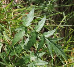 Heracleum austriacum