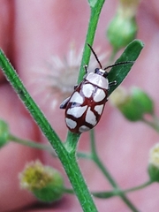 Omophoita magniguttis