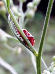 Omophoita magniguttis