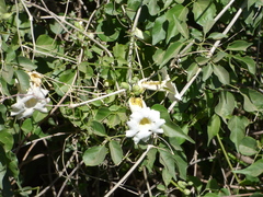 Amphilophium carolinae