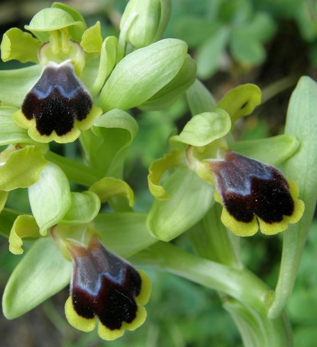 Ophrys fusca subsp. migoutiana image