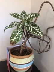 Aphelandra squarrosa