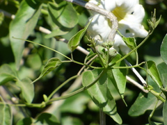 Amphilophium carolinae