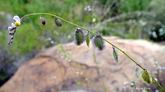 Monnina dictyocarpa