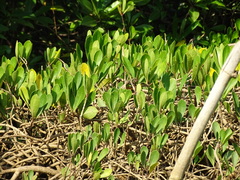 Finlaysonia
