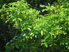 Xylocarpus moluccensis