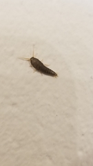 Lepisma