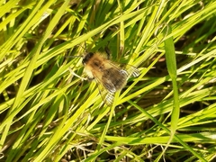 Bombus pascuorum