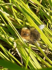 Bombus pascuorum