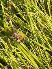 Bombus pascuorum