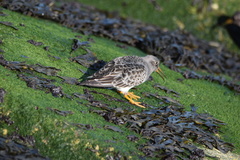 Calidris maritima