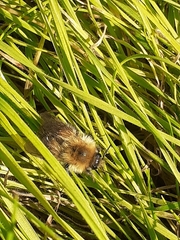 Bombus pascuorum
