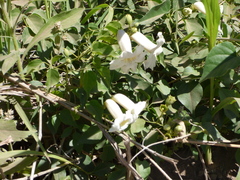 Amphilophium carolinae