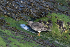 Calidris maritima