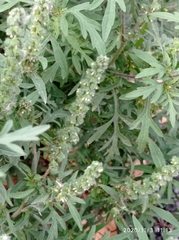Ambrosia artemisiifolia