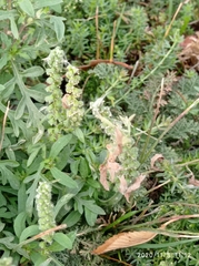 Ambrosia artemisiifolia