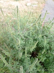 Ambrosia artemisiifolia