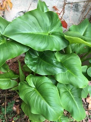 Zantedeschia