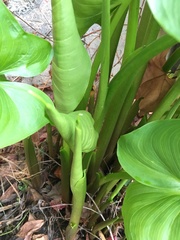 Zantedeschia