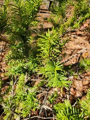 Taxus canadensis