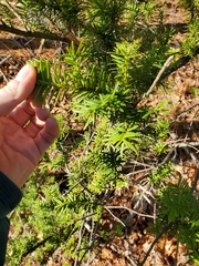 Taxus canadensis